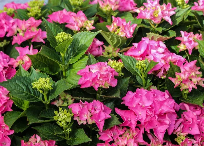 Διαμέρισμα Seka Χβαρ