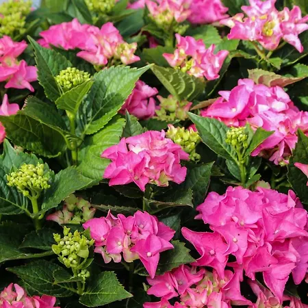 Lejlighed Seka Hvar Town